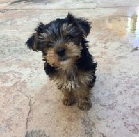Yorkshire Terrier Puppies for sale in Austin, TX, USA. price: NA