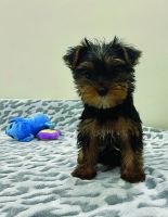 Yorkshire Terrier Puppies for sale in Miami, FL, USA. price: NA