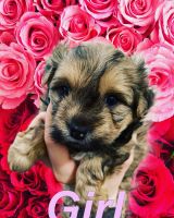 Yorkshire Terrier Puppies for sale in Utah County, UT, USA. price: NA