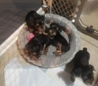 Yorkshire Terrier Puppies for sale in Decatur, GA 30032, USA. price: NA
