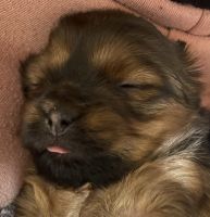 Yorkshire Terrier Puppies for sale in Apple Valley, UT 84737, USA. price: NA