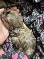 Yorkshire Terrier Puppies for sale in Apple Valley, UT 84737, USA. price: NA