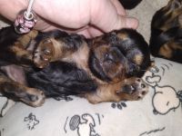 Yorkshire Terrier Puppies for sale in Lexington, SC, USA. price: NA