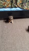 Yorkshire Terrier Puppies for sale in Milladore, WI 54454, USA. price: NA