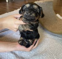 Yorkshire Terrier Puppies for sale in St. Petersburg, FL 33716, USA. price: NA