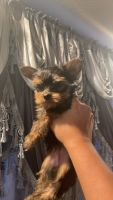 Yorkshire Terrier Puppies for sale in Joliet, IL, USA. price: NA