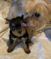 Yorkshire Terrier Puppies for sale in Baldwin Park, CA, USA. price: NA