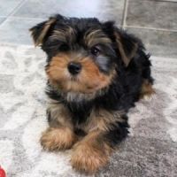 Yorkshire Terrier Puppies for sale in Jacksonville, FL, USA. price: NA