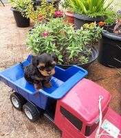 Yorkshire Terrier Puppies for sale in Jacksonville, FL, USA. price: NA