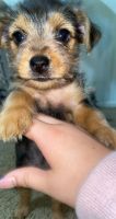 Yorkshire Terrier Puppies for sale in Plantation, FL, USA. price: NA