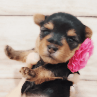 Yorkshire Terrier Puppies for sale in Winter Haven, FL, USA. price: NA