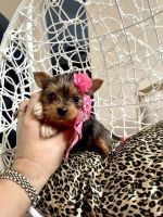 Yorkshire Terrier Puppies for sale in Barstow, CA, USA. price: NA