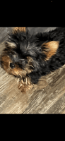 Yorkshire Terrier Puppies for sale in South Pittsburg, TN 37380, USA. price: NA
