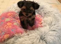 Yorkshire Terrier Puppies for sale in Lee's Summit, MO 64086, USA. price: NA