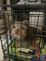 Yorkshire Terrier Puppies for sale in Macomb, MI 48042, USA. price: NA