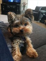 Yorkshire Terrier Puppies for sale in 11060 Biscayne Blvd, Miami, FL 33161, USA. price: NA