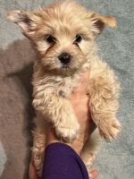 Yorkshire Terrier Puppies for sale in Holland, TX 76534, USA. price: NA