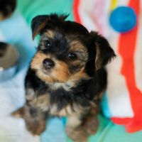 Yorkshire Terrier Puppies for sale in New York, NY, USA. price: NA