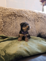 Yorkshire Terrier Puppies for sale in Beverly Hills, CA, USA. price: NA