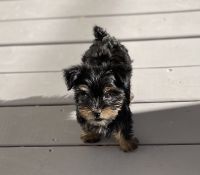 Yorkshire Terrier Puppies for sale in Jacksonville, NC, USA. price: NA
