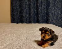 Yorkshire Terrier Puppies for sale in Houston, TX 77065, USA. price: NA