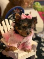 Yorkshire Terrier Puppies for sale in Flower Mound, TX, USA. price: NA