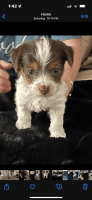 Yorkshire Terrier Puppies for sale in Hobbs, NM, USA. price: NA