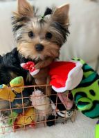Yorkshire Terrier Puppies for sale in Flower Mound, TX, USA. price: NA