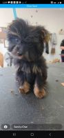 Yorkshire Terrier Puppies for sale in Godfrey, IL 62035, USA. price: NA