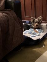 Yorkshire Terrier Puppies for sale in Baldwinsville, NY 13027, USA. price: NA