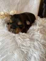 Yorkshire Terrier Puppies for sale in Daggett, MI 49821, USA. price: NA