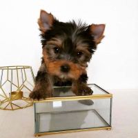 Yorkshire Terrier Puppies for sale in Los Angeles, CA 90003, USA. price: NA