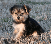 Yorkshire Terrier Puppies for sale in Amtrak Auto Train, Sanford, FL 32771, USA. price: NA