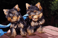 Yorkshire Terrier Puppies for sale in University Hospital Dr, Mobile, AL, USA. price: NA
