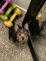 Yorkshire Terrier Puppies for sale in Riverside, CA 92504, USA. price: NA