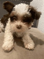 Yorkshire Terrier Puppies for sale in Miami Beach, FL, USA. price: NA