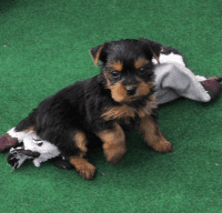 Yorkshire Terrier Puppies for sale in Oteen, Asheville, NC 28805, USA. price: NA