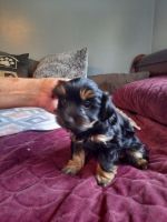 Yorkshire Terrier Puppies for sale in Mapleton, IL, USA. price: NA