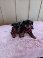 Yorkshire Terrier Puppies for sale in Pauls Valley, OK, USA. price: NA