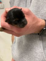 Yorkshire Terrier Puppies for sale in Bowling Green, KY, USA. price: NA