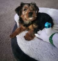 Yorkshire Terrier Puppies for sale in Brandon, FL, USA. price: NA