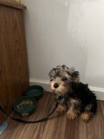 Yorkshire Terrier Puppies for sale in Augusta, GA, USA. price: NA