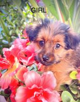 Yorkshire Terrier Puppies for sale in Santa Rosa, CA 95407, USA. price: NA