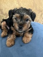 Yorkshire Terrier Puppies for sale in South Euclid, OH, USA. price: NA