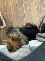 Yorkshire Terrier Puppies for sale in Simi Valley, CA, USA. price: NA