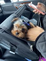 Yorkshire Terrier Puppies for sale in Strongsville, OH, USA. price: NA