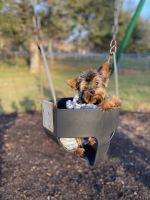 Yorkshire Terrier Puppies for sale in Boone, NC, USA. price: NA