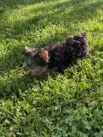 Yorkshire Terrier Puppies for sale in Jackson, TN, USA. price: NA