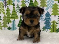 Yorkshire Terrier Puppies for sale in Panama City Beach, FL, USA. price: NA