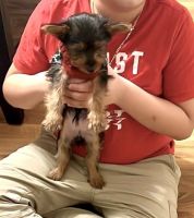 Yorkshire Terrier Puppies for sale in 4131 Ivy St, East Chicago, IN 46312, USA. price: NA